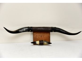 Mounted Cattle Horns Lot 1