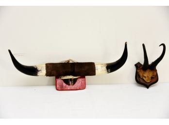 Mounted Cattle Horns Lot 2