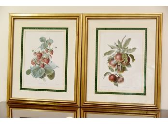 Pair Framed Botanical Apple And Strawberry  Prints  Framed 21 X 25