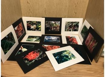LOT OF 55 NATURE PHOTO`S FOR 8' X 10' FRAMES