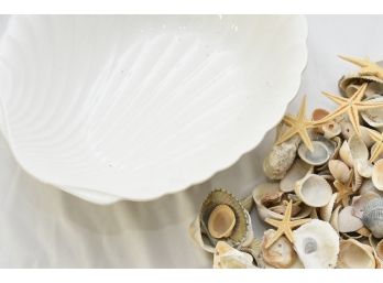 Collection Of Sea Shells With Scallop Bowl