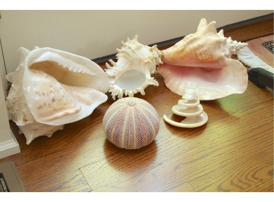 Amazing Collection Of Authentic Sea Shells