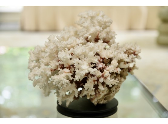 Stunning Large Antique Brush Coral Specimen Mounted On Spinning Pedestal