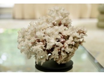 Stunning Large Antique Brush Coral Specimen Mounted On Spinning Pedestal
