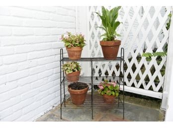 Three Tier Plant Stand With Plants In Terra Cotta Pots