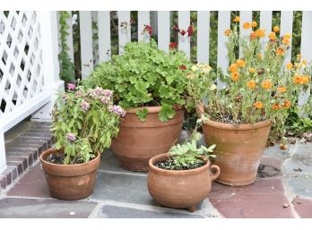 Four Outdoor Plants In Terra Cotta Planters