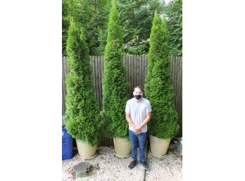 One 12 Foot Arborvitae Tree & Planter (Middle Tree Only) 25 X 115