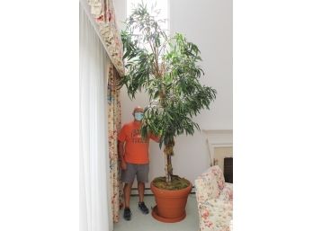Massive 11ft Tall Faux House Plant With Large Pot