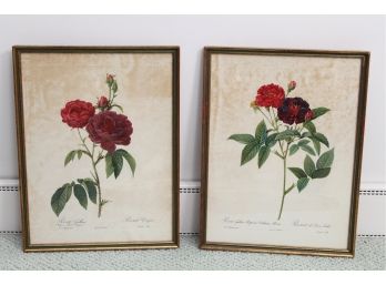 Two Botanical Prints Framed 13 X 17
