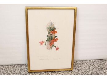 Botanical Print Signed By Artist Margaret Mee 23 1/2 X 19