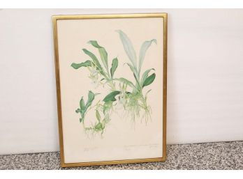 Botanical Print Signed By Artist Margaret Mee 17 X 24