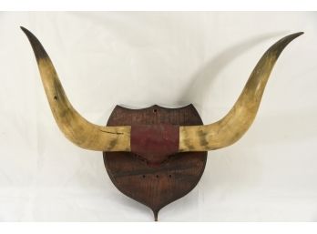 Mounted Cattle Horns