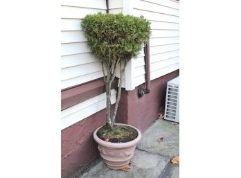 Small Tree With Plastic Planter 58' Tall -2