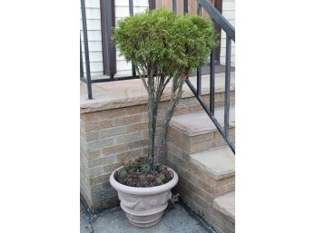 Small Tree With Plastic Planter 58' Tall -1