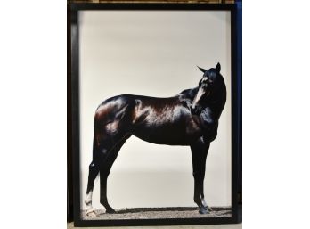 Steven Klein Giant 7 Ft Tall Photographic Print Horse Art Exclusively For Pascal Dangin