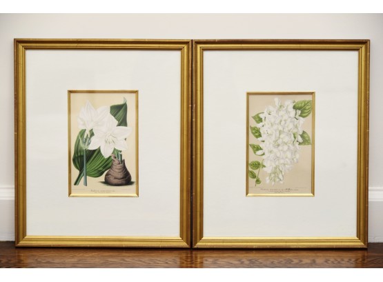 Pair Of Lovely Botanical Prints Framed 16 X 19