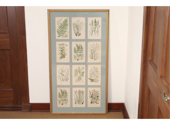 Large Botanical Print Framed 46.5 X 25