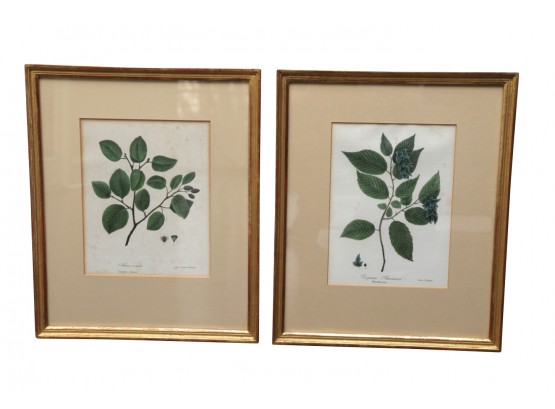 A Pair Of Framed Botanicals Green Alder And Hornbeam