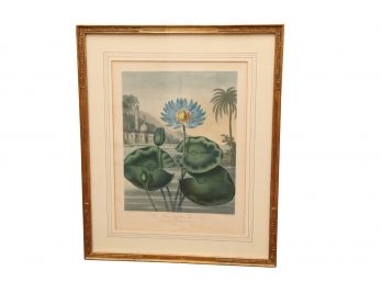 The Blue Egyptian Water Lily Framed Botanical