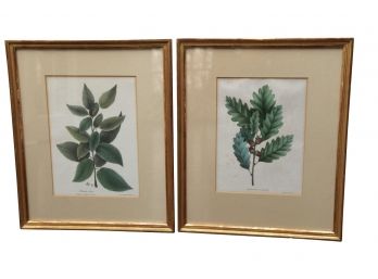 A Pair Of Framed Botanicals Cherry Birch And Quercus