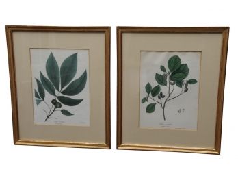 A Pair Of Framed Botanicals Pine Nut And Common Alder