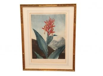 Indian Reed Framed Botanical