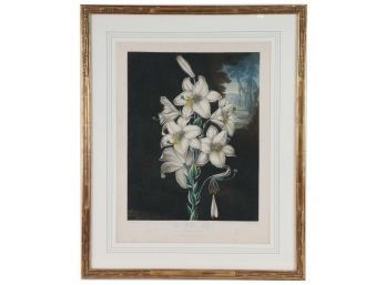 Original Robert John Thornton (1768-1837)  Aquatint The White Lily