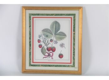 Strawberries 'Frasier De Caroline' Framed Print