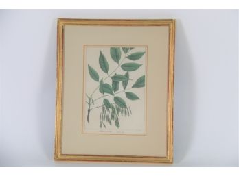 Frascinus Concolor Green Ash Framed Print