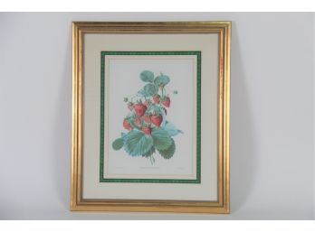 Strawberry 'Fragaria Grandiflora' Framed Print