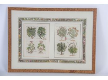 Botanical Print Framed (1 Of 2)