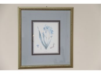 Blue Iris Botanical