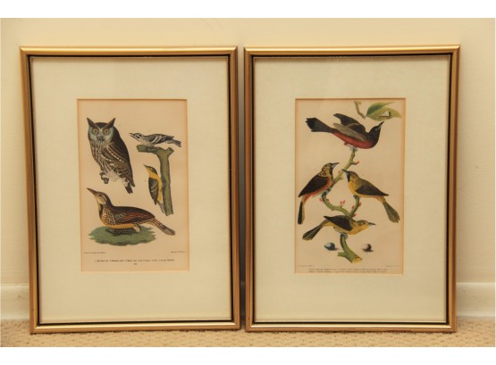 A Pair Of Engraved Bird Prints Including Black And White Creeper