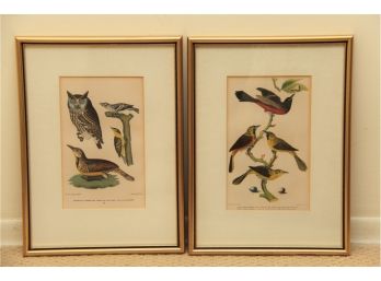 A Pair Of Engraved Bird Prints Including Black And White Creeper