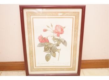Framed Print Of Rosa Redinata Flore Sub Multiplici