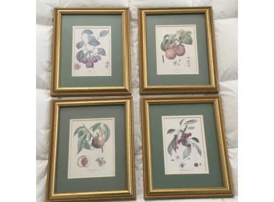 A Set Of 4 Botanical Fruit Prints Framed And Matted