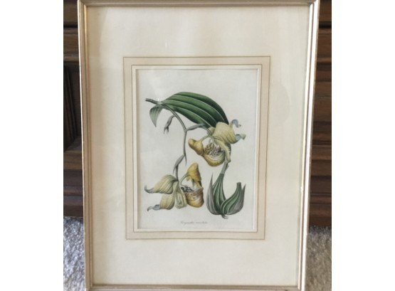 Maculata Plant Framed Picture