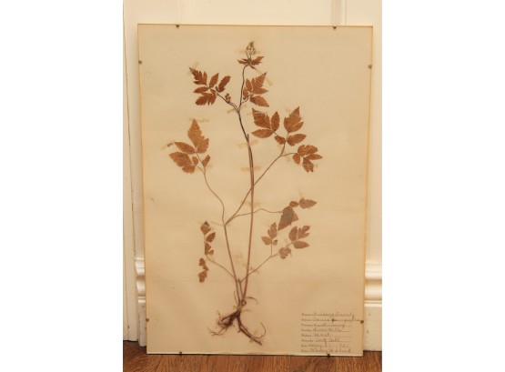 Early 20th Century Herbarium 'Ginseng' Flowers Of The Ginseng Family