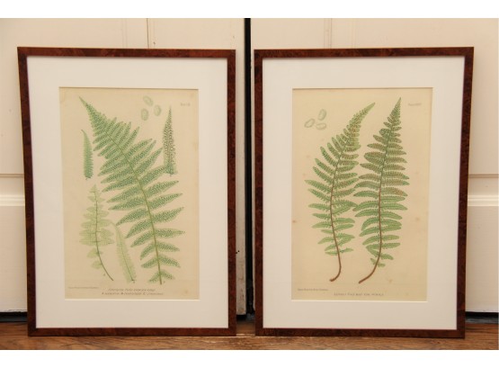 Pair Of 'Nature Printed' Plants By Henry Bradbury Prints