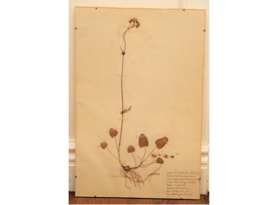 Early 20th Century Herbarium 'Sweet Scented Marigold' Flowers Of The Composite Family