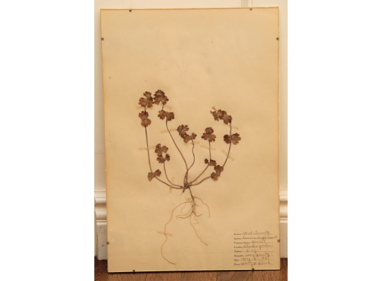 Early 20th Century Herbarium 'Henbit' Flowers Of The Mint Family