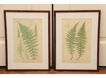 Pair Of 'Nature Printed' Plants By Henry Bradbury Prints