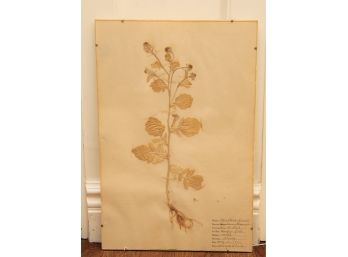 Early 20th Century Herbarium 'Mustard' Flowers Of The Mustard Family
