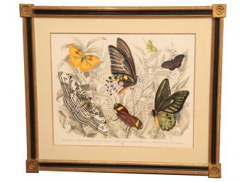 Butterfly Species Framed Print