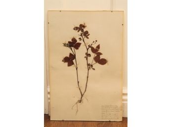 Early 20th Century Herbarium 'Sand Blackberry' Of The Rose Family