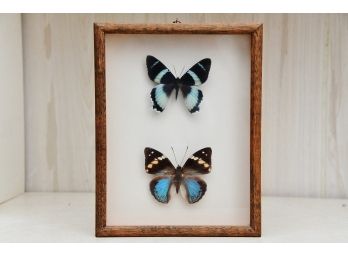 Pair Of Framed Butterflies
