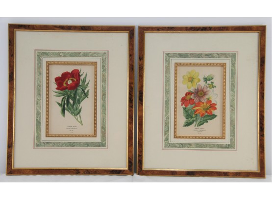Common Peony & Single Dahlia Botanical Framed Prints
