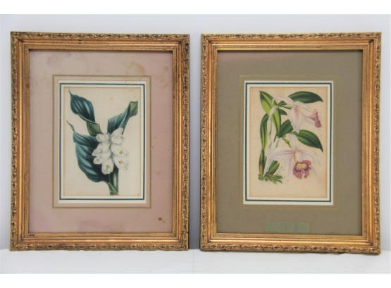 Pair Of Framed Antique Hand Colored Original Lithograph Prints By Louis Van Houtte