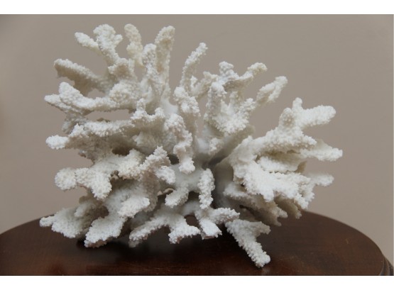 Decorative Coral