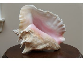 Decorative Sea Shell